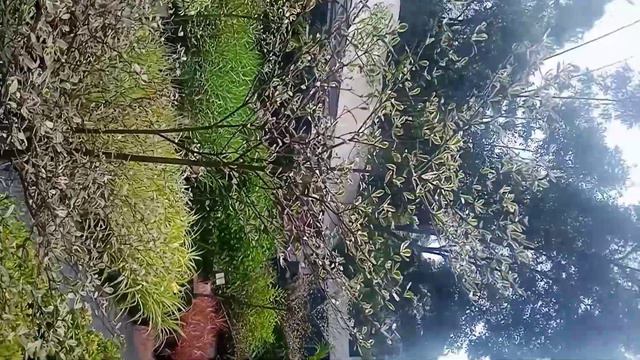 all Indian delivery service available,plants for sale rs 50,ect......9447431253 смотреть онлайн