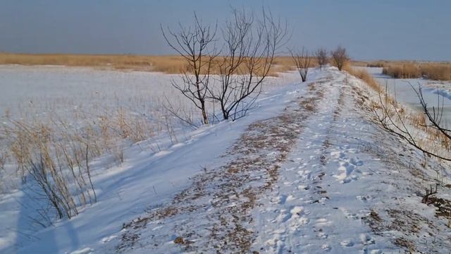 Не бойтесь волкособ ! Они чуть сложнее в содержание, чем собаки, самое главное это желание ! смотреть онлайн