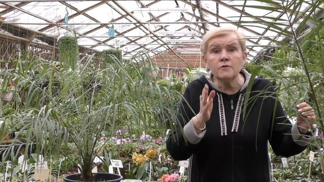 Финик Робелина и финик Канарский.