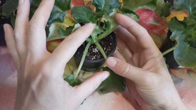 ФОРМИРУЕМ РОЗЕТКУ СТАРТЕРА ! УДАЛЯЮ ВСЕ ЛИШНЕЕ ,ПАСЫНКИ И ЦВЕТОНОСЫ ! смотреть онлайн