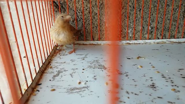 LA CRIA DE CANARIOS. COMO FINALIZAR LA TEMPORADA PARÁ QUE LA HEMBRA YA NO SIGA PONIENDO смотреть онлайн