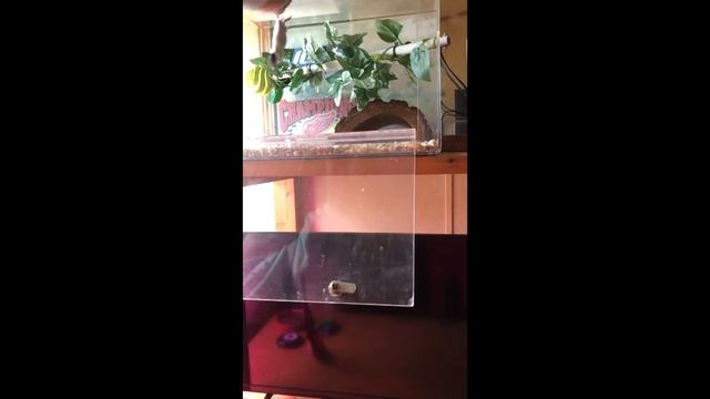 Feeding Snakes! NAY-NAY (Burmese Python & Green-Tree Python) смотреть онлайн