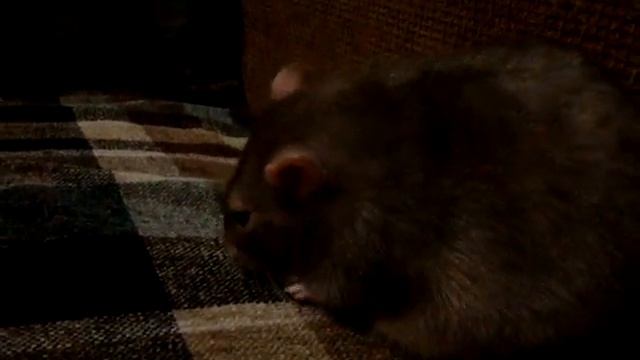 Крысы и лёд смотреть онлайн