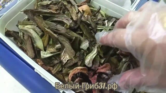 Подосиновик сушёный. Белый-гриб31.рф. Продажа смотреть онлайн