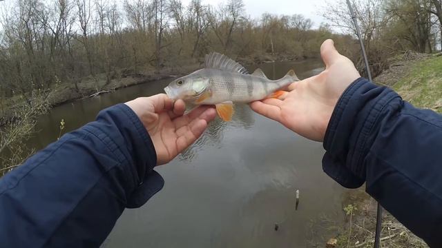 Обнаружил ОКУНЯ и тут НАЧАЛОСЬ... / Perch actively pecks off the shore смотреть онлайн