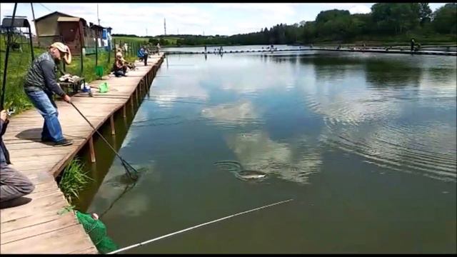 Поимки осетра на 1.секторе!!! Клевое место. д. Савельево. смотреть онлайн