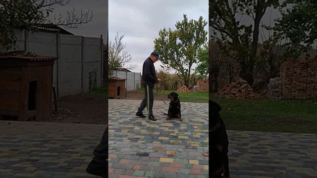 Ротвейлер. Команда "ждать" с сильной провокацией. смотреть онлайн