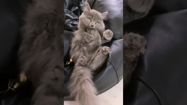 Дымная милота смотреть онлайн