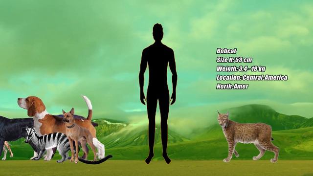 Mammals Size Comparison Start B With Location In 2022 | Mammals Start From B Living Vs Extinct
