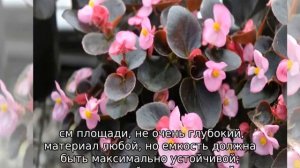 Бегония вечноцветущая