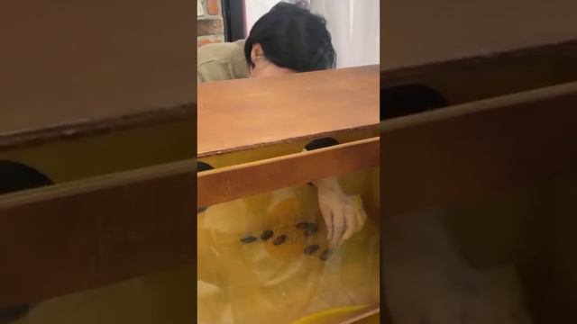 Форт боярд! смотреть онлайн