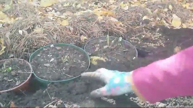 Сажаем В Зиму Новые Сорта Крупнолистных Гортензий 16.10.17г смотреть онлайн