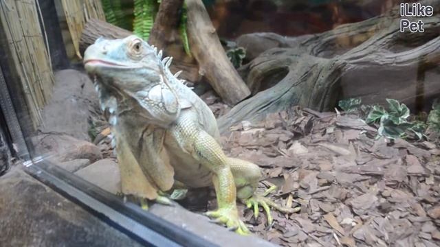 Игуана Размножение на ilikepet смотреть онлайн
