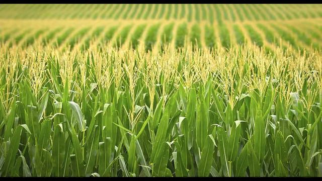 НСХВ - Кукуруза смотреть онлайн