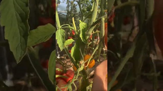 Сорт Фиделио смотреть онлайн