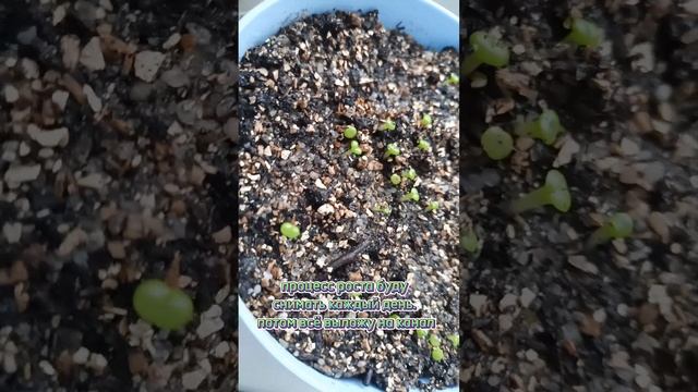 Живые камни