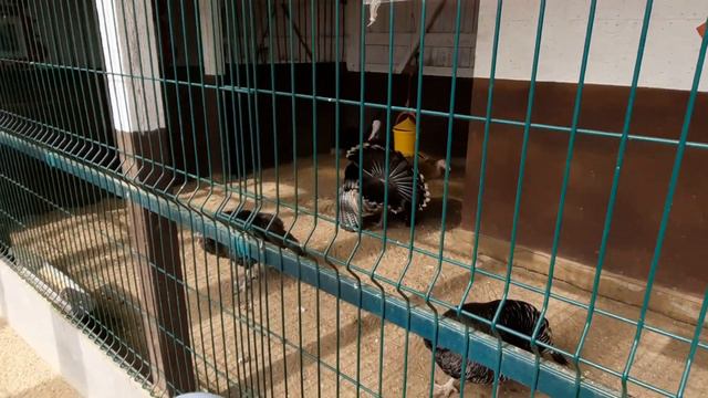 ГДЕ ПРОПАДАЛИ? Ветрянка, Отит и другие прелести жизни/ В восторге от зубров, вспоминаем былое/ВЛОГ смотреть онлайн