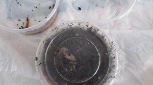 Что будет,если заморозить червей?