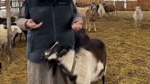 Как выкормить слабых козлят? Ошибки содержания коз.