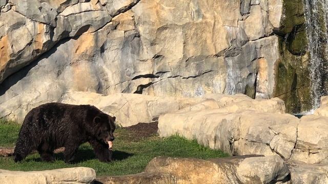 Ultimate Guide to the Brookfield Zoo - Chicago смотреть онлайн