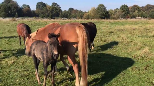 Коні Стрийщини. Зарічнянський табун коней.👍🏻👍🏻👍🏻🔥🔥🐴🐴🐴 смотреть онлайн