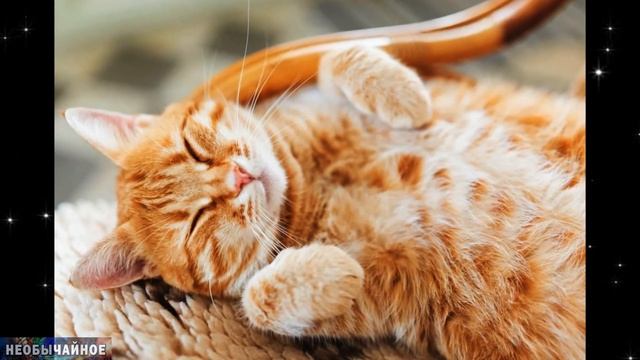 Сколько лет живут Кошки. Факторы снижающие продолжительность жизни Кошки ¤ НЕОБЫЧАЙНОЕ
