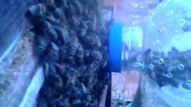 Нуклеус Джинн спешит на помощь. смотреть онлайн