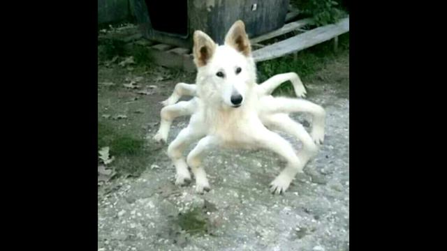 Cursed images but with Terraria boss music (+ Calamity mod) смотреть онлайн