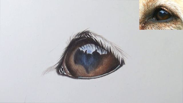 How To Draw A Dog Eye With COLORED PENCIL
