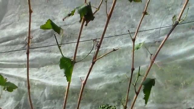 02 - Прививка в штамб куста Год спустя смотреть онлайн