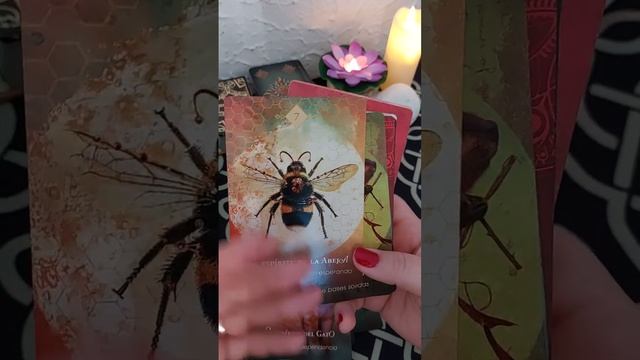 Обзор новой колоды "Духи животных" смотреть онлайн