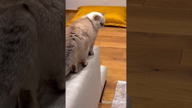 Две минуты из жизни британского золотого кота MimisolCats смотреть онлайн