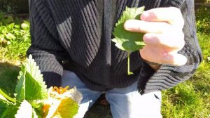 как есть крапиву.