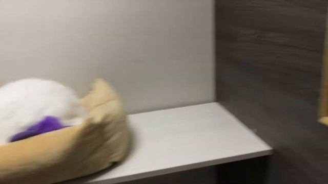 Гостиница для кошек. Реальный опыт!