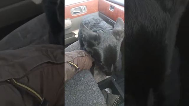 Как приучить собаку к машине/ #Shorts смотреть онлайн