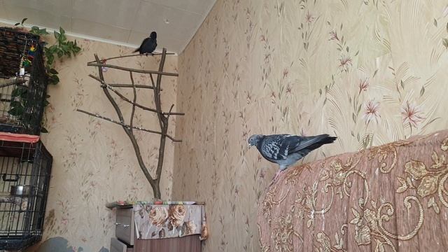 Когда подарил квартиру птицам смотреть онлайн