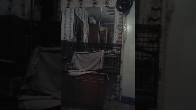 Чилийские бельчата дегу смотреть онлайн