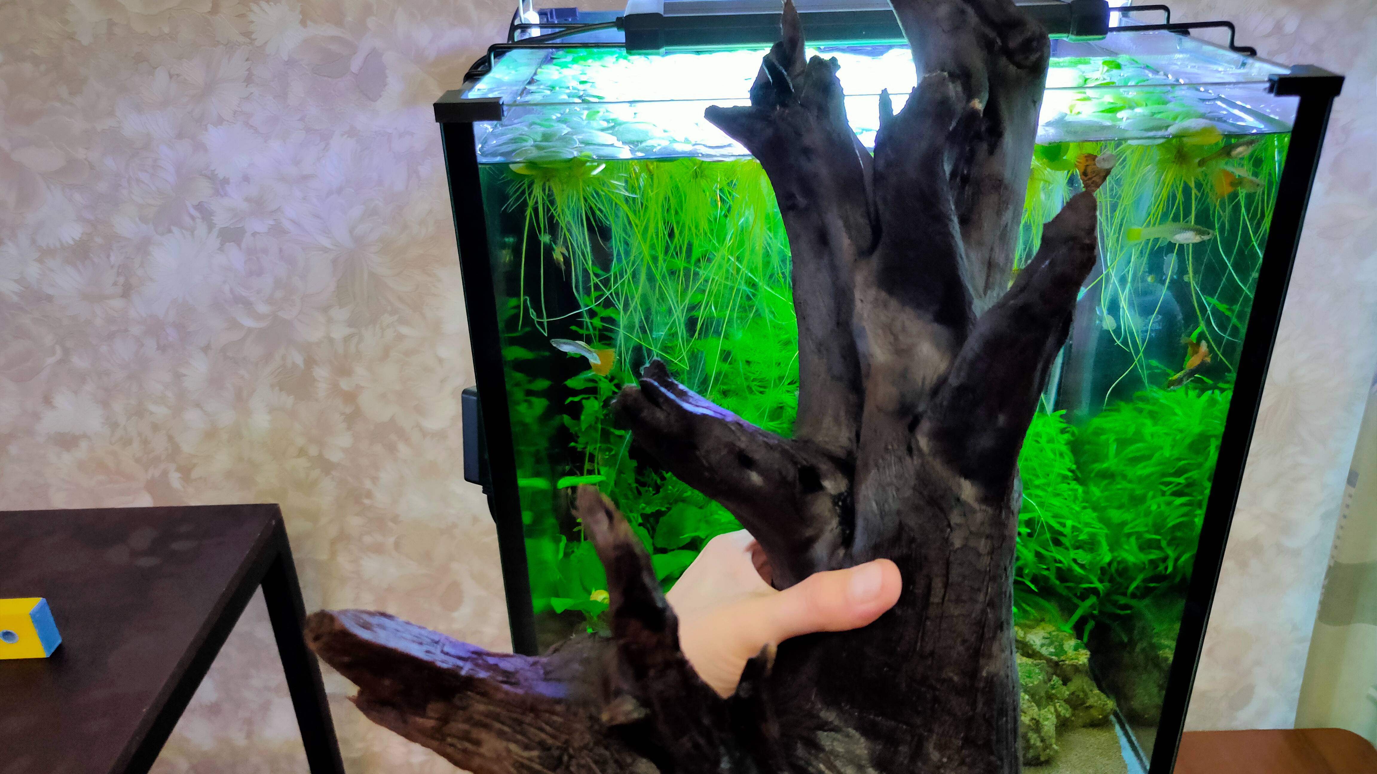 Армагеддон в Аквариуме плюс новая коряга! смотреть онлайн