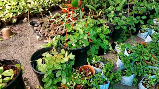 Buy any kind of Seedlings and flowering Plants from this Nursery at a very lucrative Price смотреть онлайн