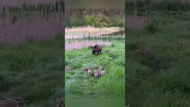 Сходим в лес за свинятами 😁🐖🌳? bayoun.ru #кабаны #свиньи #поросята смотреть онлайн