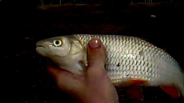 уклейка на Урге смотреть онлайн