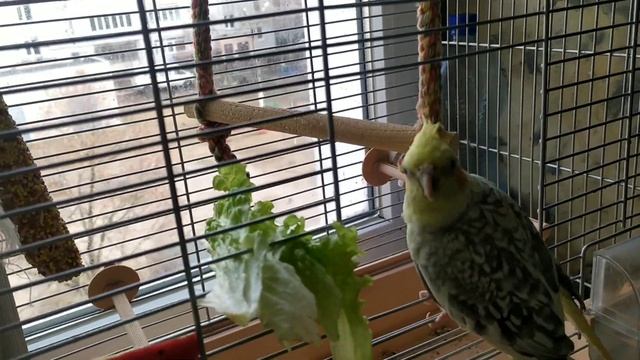 У нас появилась собака./ У Валеры воссоединилась семья он счастлив./ смотреть онлайн