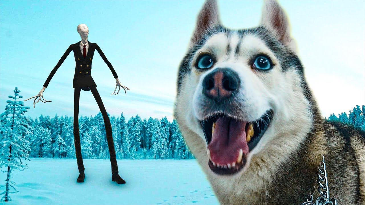 СЛЕНДЕРМЭН в реальной ЖИЗНИ!! (Хаски Бандит) Говорящая собака смотреть онлайн