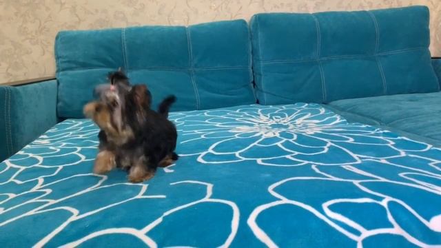 ЭКСТРА-МИНИ красотка йорочка с курносой мордашкой БЕБИ ФЕЙС! смотреть онлайн