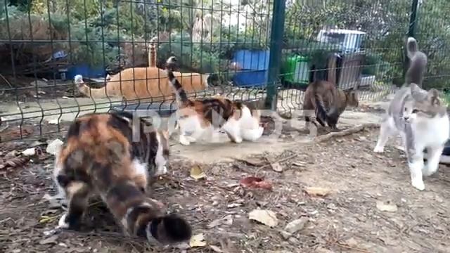 145322138 Istanbul Street Animals Cat Shelter смотреть онлайн