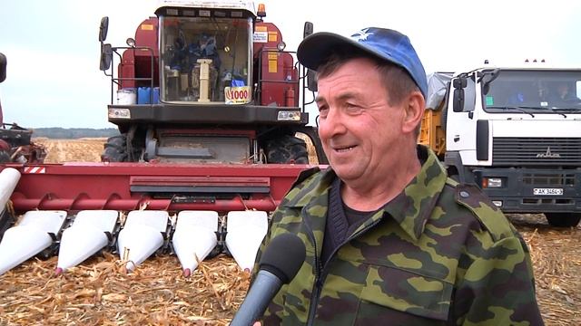 Четверть объемов собранного зерна кукурузы по области – заслуга аграриев Мозырщины смотреть онлайн