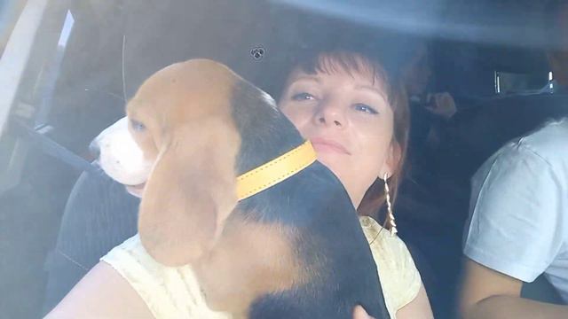 Бигль Ева едет домой. | Бигль и бенгал. смотреть онлайн