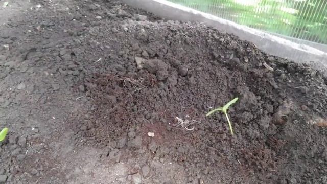 ДОРОГИЕ ВСЕХ С ДНЁМ СЕМЬИ И ВЕРНОСТИ ! ДАЙТЕ СОВЕТ ПО ОГУРЦАМ ! смотреть онлайн