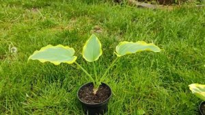 Хосты из питомника Fransen,весна 2023года.Обзор сортов( 2-я часть)