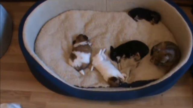 спят усталые чихуашки смотреть онлайн